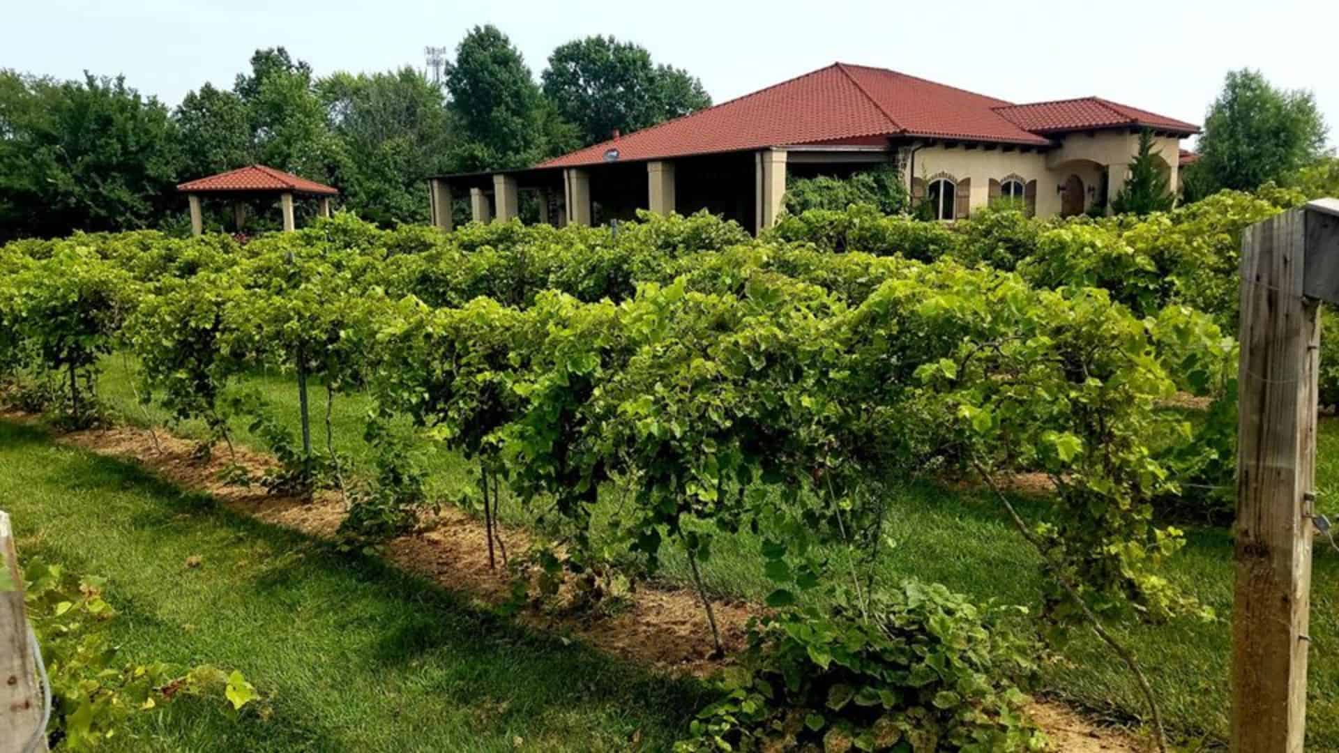 Tuscan Hills Winery Effingham Illinois: Guide To Tasting And Touring